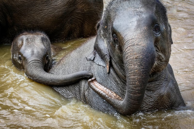 Nejlepší fotografie slonů: Perspektiva je ukazuje z nečekaných úhlů - Obrázek 3