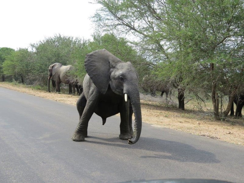 Tančící slon - Obrázek 4