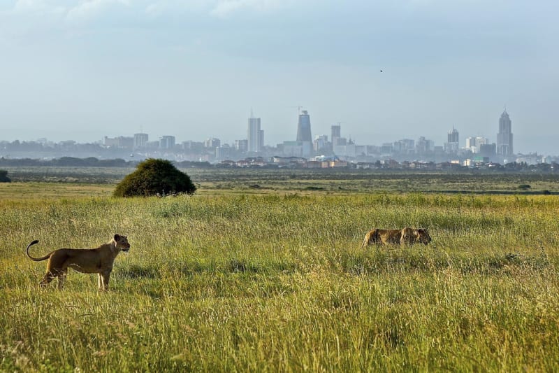 Národní park Nairobi - Obrázek 3