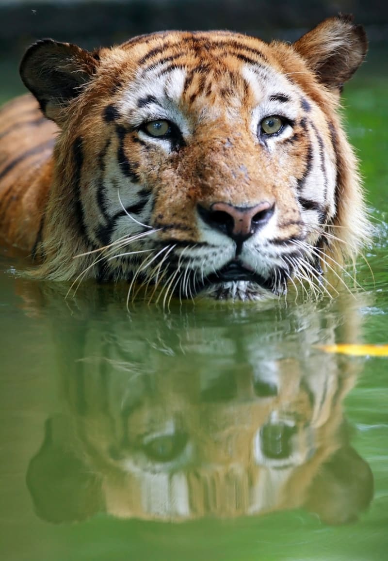 Tygři ve vodě