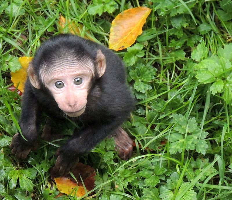 Mládě makaka chocholatého - Obrázek 1