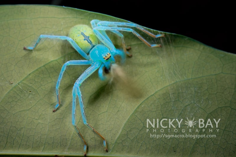 Nejkrásnější hmyz Singapuru - Obrázek 9