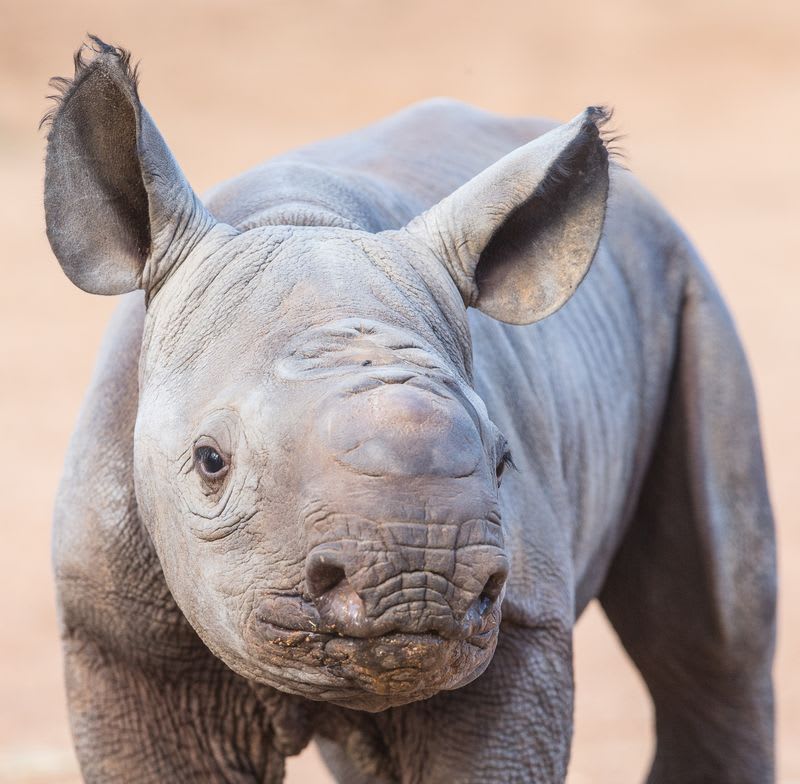 Mládě nosorožce černého - Obrázek 3