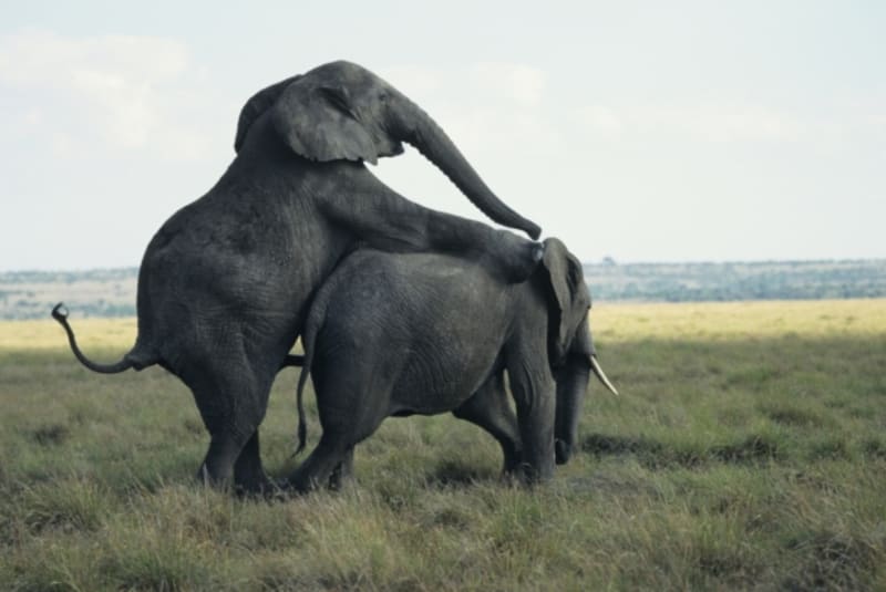 Páření slonů