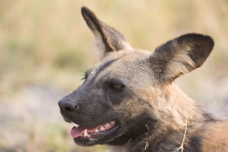 Pes hyenovitý je rozšířen roztroušeně po celé východní a Jižní Africe