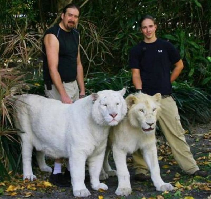 Bílý tygr a bílý lev