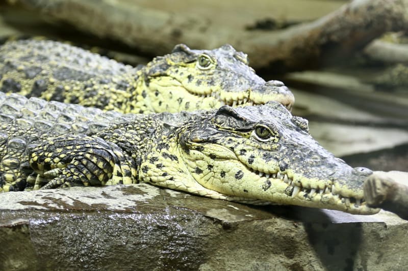 Křtiny krokodýlů  - Obrázek 1