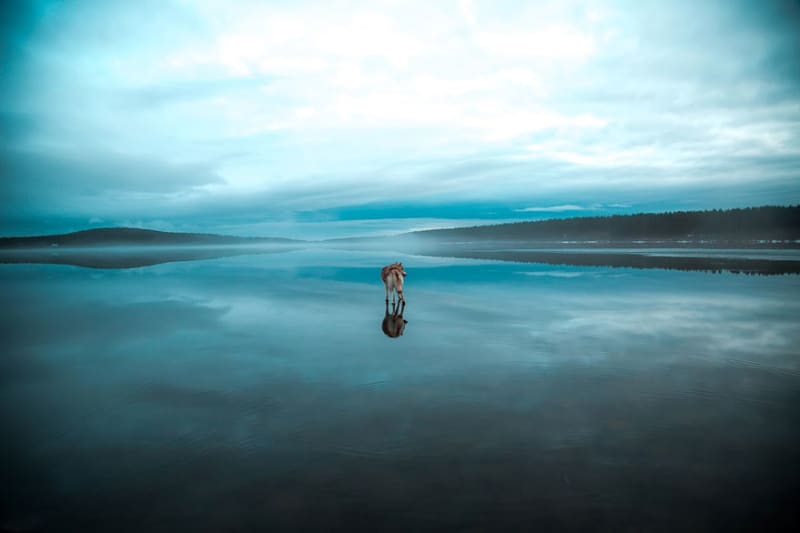Huskyové na zamrzlém sibiřském jezeře vypadají, jako by chodili po vodě! - Obrázek 7