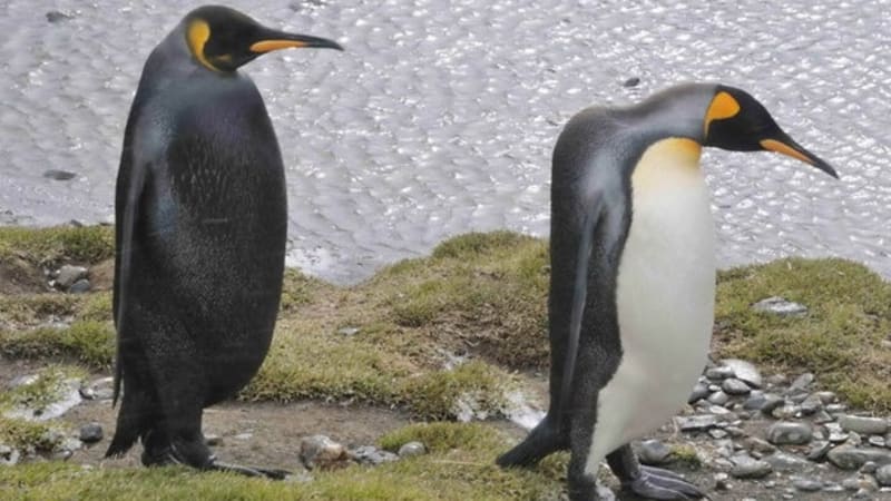 Černá forma tučňáka císařského