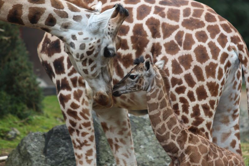 Novorozená žirafa - Obrázek 1