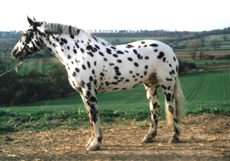 Nejpodivněji a nejkrásněji zbarvení koně - Obrázek 4