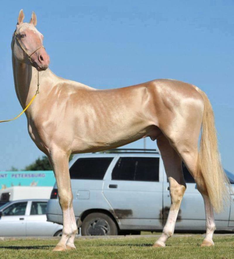 Achaltekinský kůň - Obrázek 3