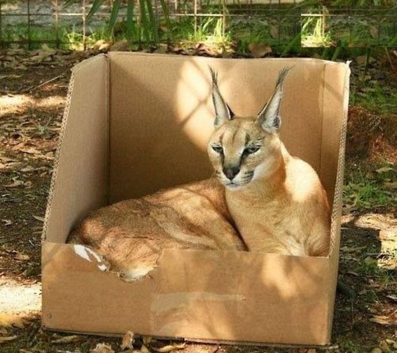 Velké kočky milují krabice - Obrázek 3