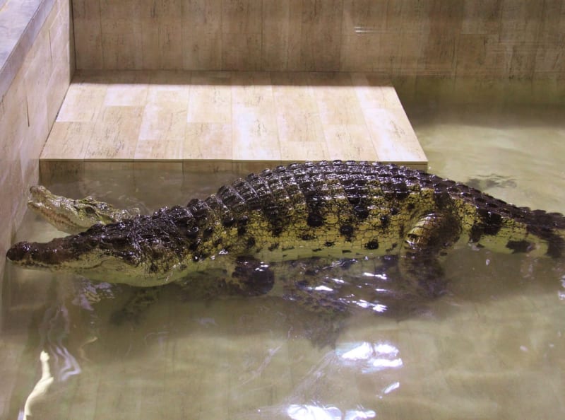 Krokodýli siamský a filipínský - Obrázek 11