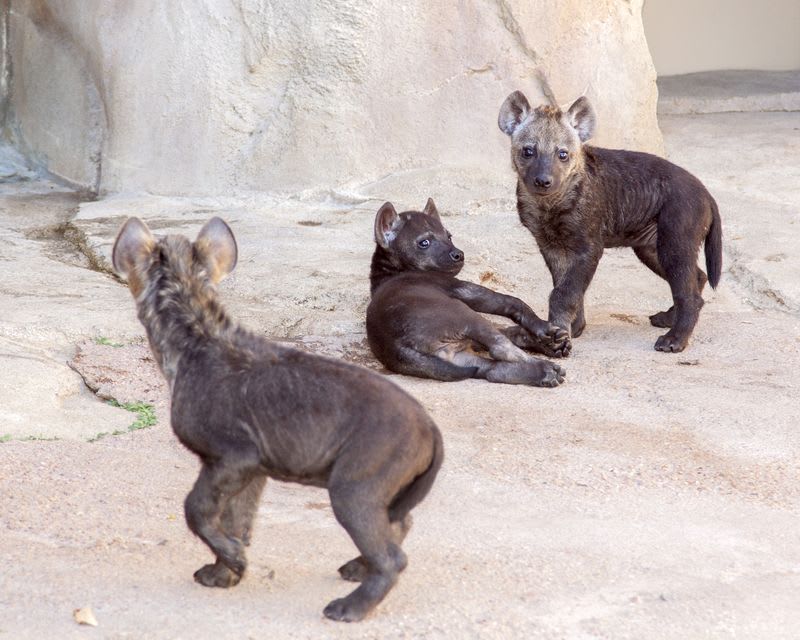 Mláďata hyeny - Obrázek 3
