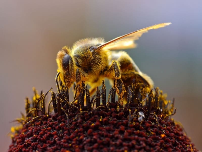 Včela patří do kmene členovců (Arthropoda)