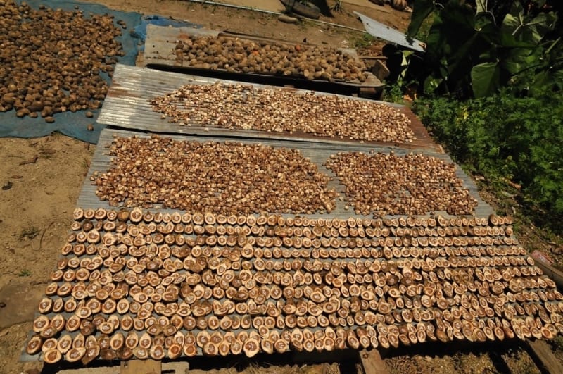 Sušení arekových  ořechů