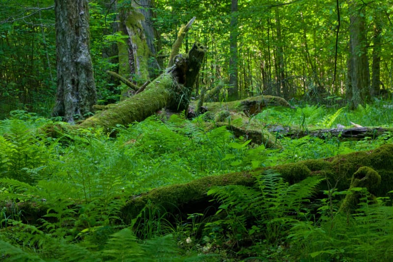 Magický Bělověžský prales - Obrázek 2