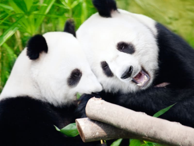 Panda velká žije především v hornatých oblastech, jako je Sečuán a Tibet. FOTO: Thinkstock