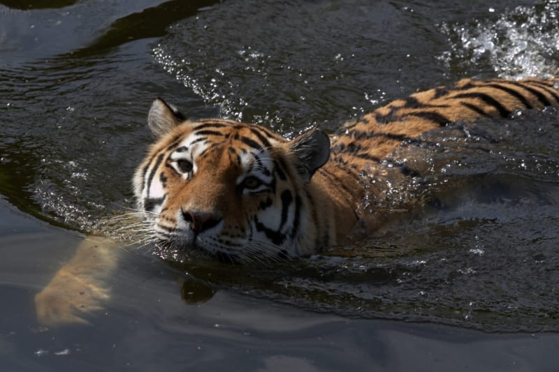 Tygři ve vodě