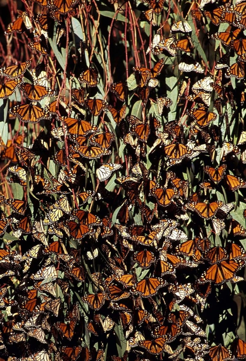 Roje motýlů monarchů stěhovavých pokrývají tisíce kilometrů čtverečních