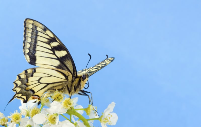 Patří mezi ohrožené druhy motýlů ČR