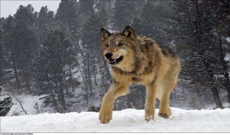 Krása vlků - Obrázek 4
