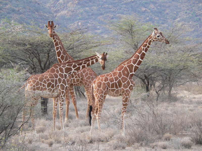 Dvojice žiraf síťovaných
