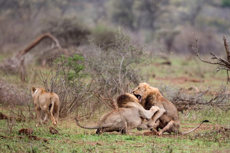 FOTOSTORY: Dva lvi se porvali o hárající samici - Obrázek 7