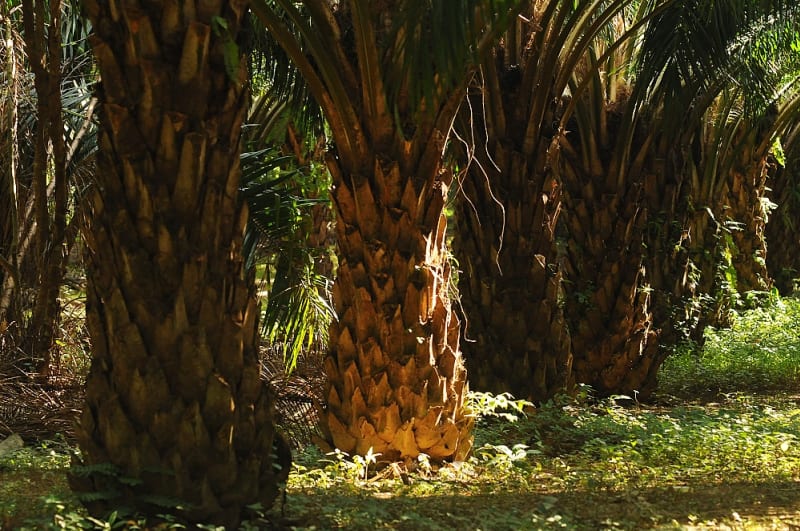 Olejnice guinejská - matka palmového oleje - Obrázek 7