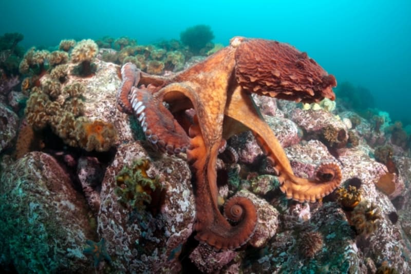 Chobotnice, intelektuálové oceánu