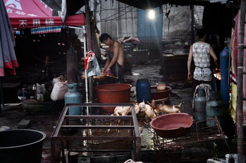 Julin: svátek psího masa v Číně - Obrázek 5