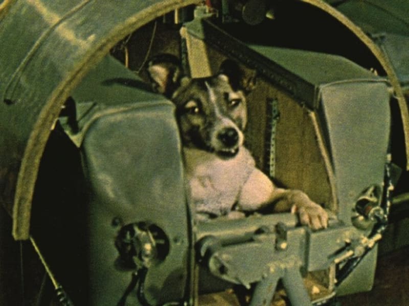 Slavný ruský pes byl první tvor, který obletěl Zemi. Nemohl se na ni však vrátit - uhořel v modulu.