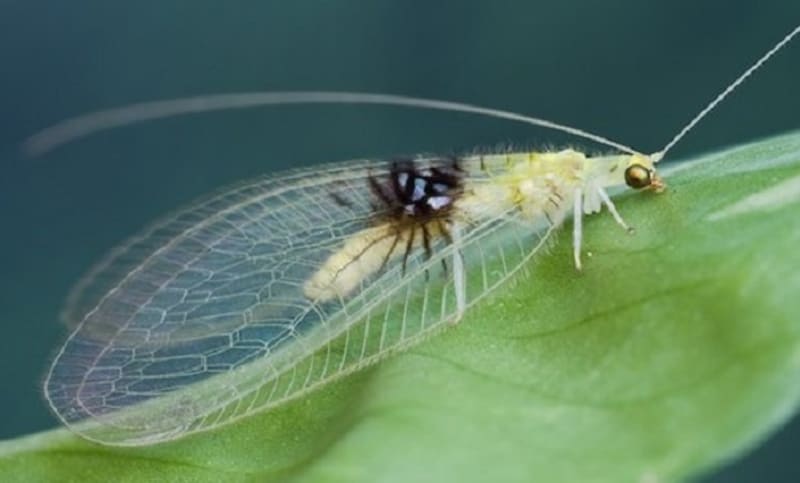 Tento hmyz vyfotil náhodou amatérský fotograf. Vědci si ho všimli až poté, co dal fotku na Flickr.