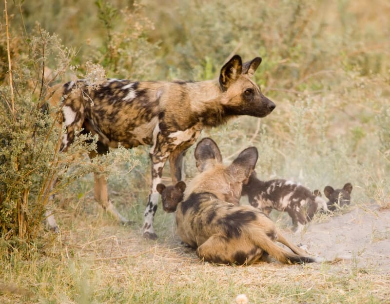 Po většinu dne psi hyenovití odpočívají ve stínu a čistí si srst, podobně jako kočky.