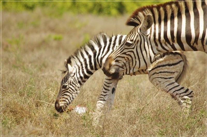 Jak rychle dokáže mládě zebry vstát poté, co se narodí?! - Obrázek 8