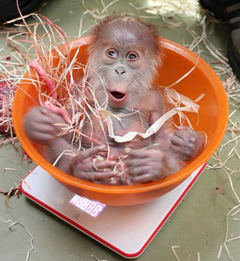 Novorozený orangutan z Berlína - Obrázek 6