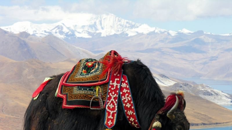 Jak u jezera Ymdrok v Tibetu. FOTO: Wikimedia Commons