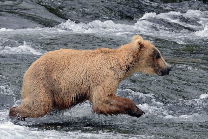 Když se medvědům nedaří rybolov - Obrázek 6