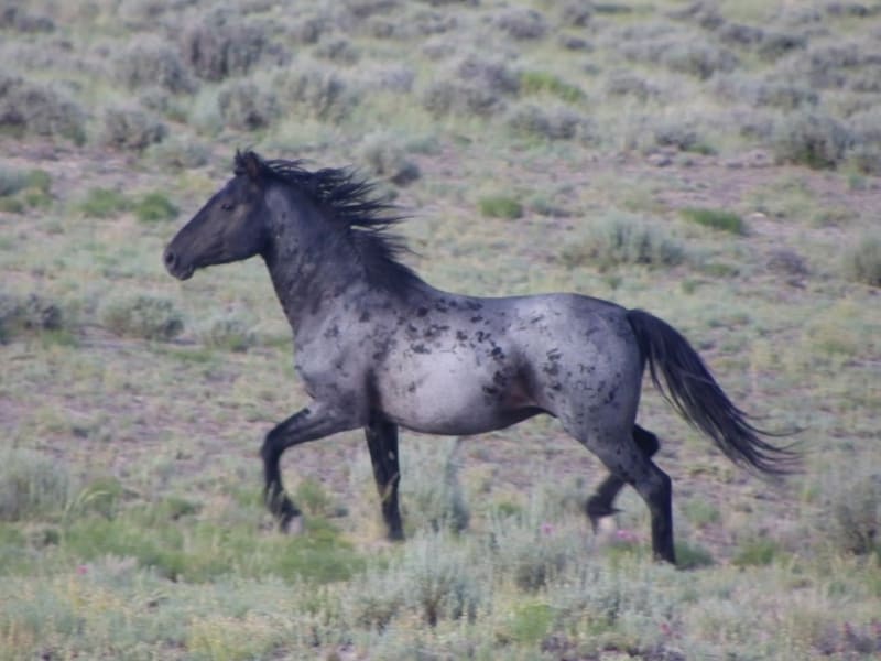 Nejpodivněji a nejkrásněji zbarvení koně - Obrázek 6