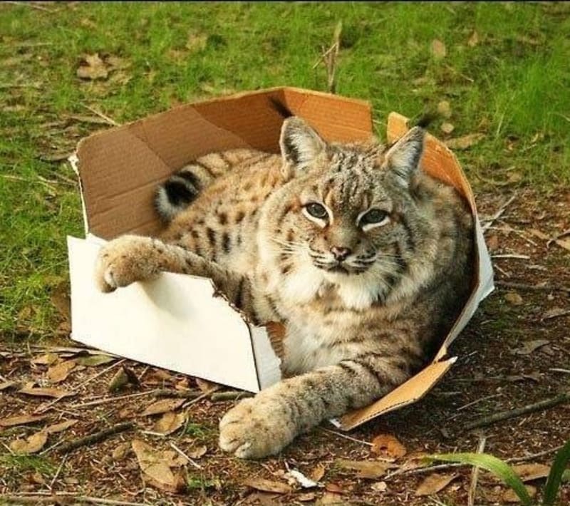 Velké kočky milují krabice - Obrázek 2