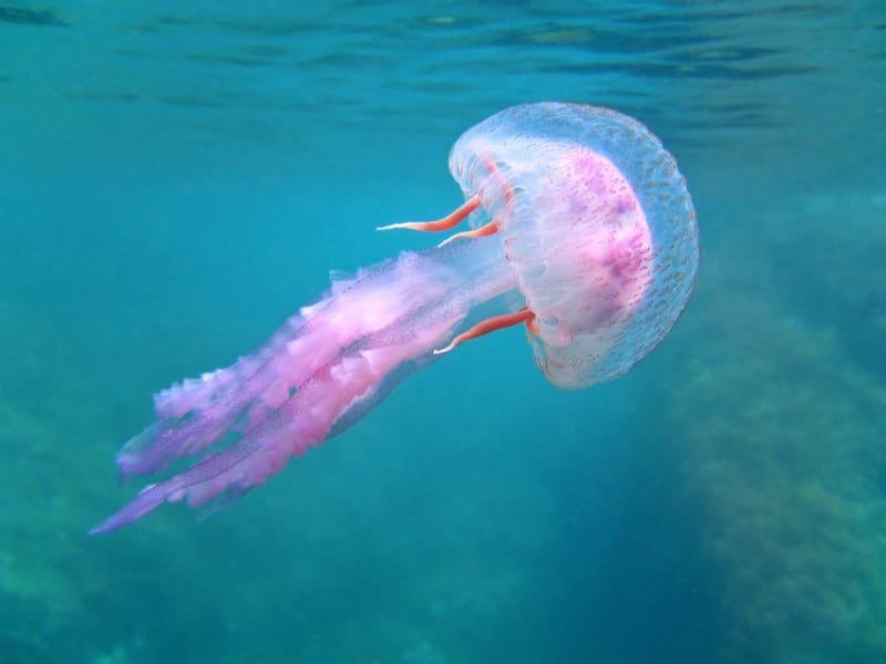 Krásné a nebezpečné: medúzy