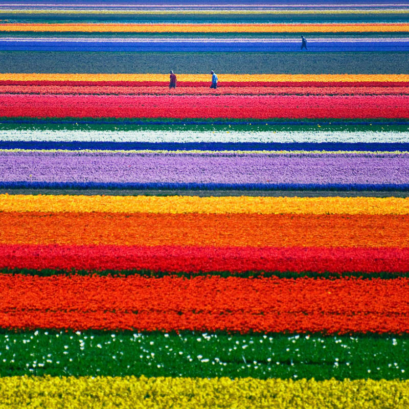 20 míst, která musíte vidět, než zemřete: Tulipánová pole