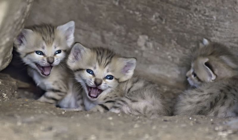 Mláďata kočky pouštní jsou nádherná! - Obrázek 5