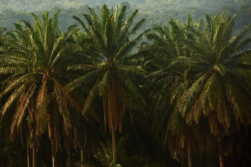 Olejnice guinejská - matka palmového oleje - Obrázek 5
