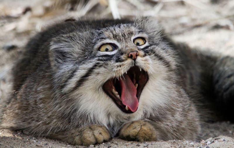 Manulové: krásné a zcela ohrožené divoké kočky - Obrázek 1