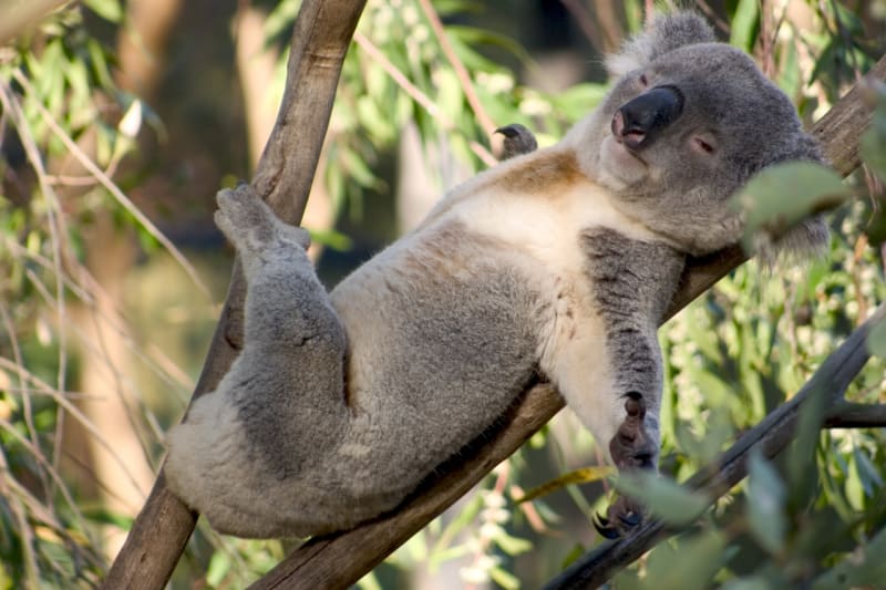 Koala na zádech