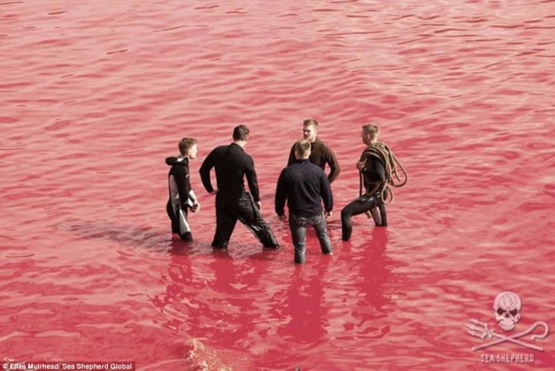 Na Faerských ostrovech letos místní vyvraždili 250 kulohlavců - Obrázek 9