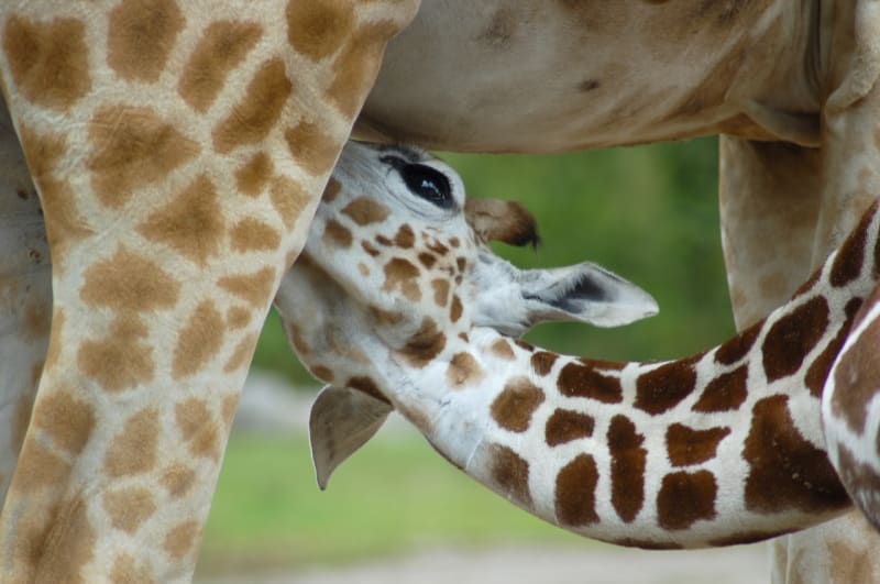 U žiraf je rozšířené tzv. exokojení: mláďata jsou kojena vlastními tetami