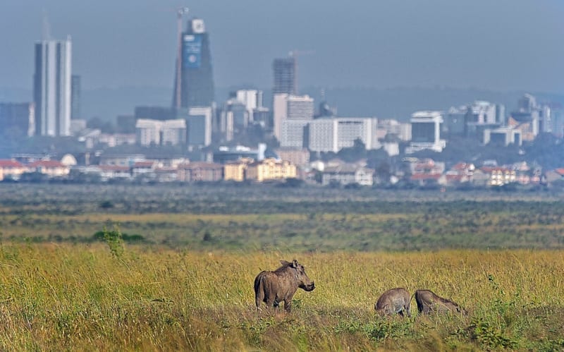 Národní park Nairobi - Obrázek 5
